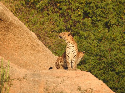 falna leopard safari price