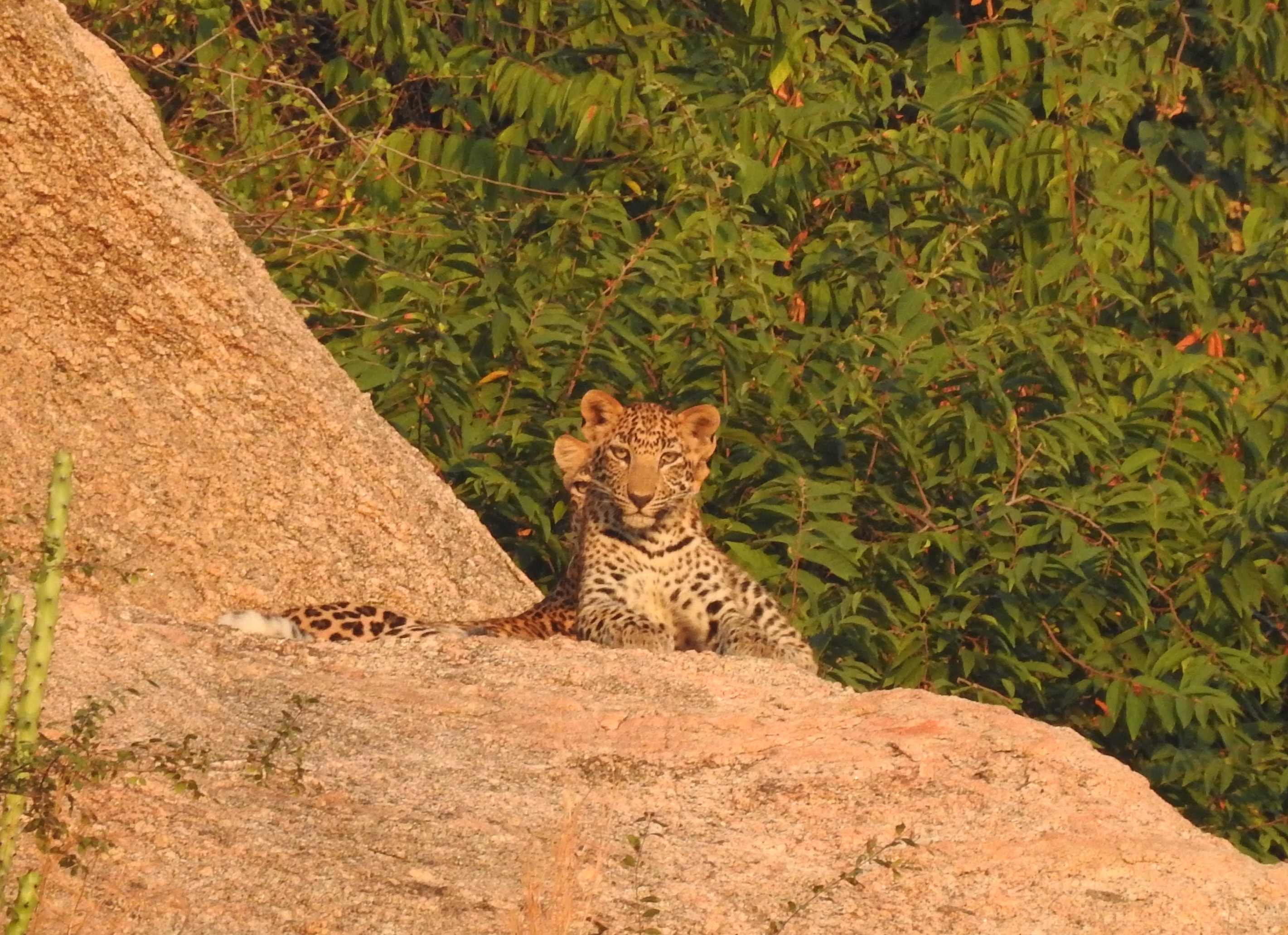 jawai leopard safari online booking