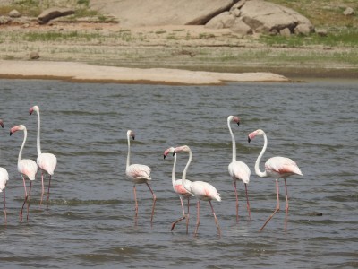 Greater flamingos at Jawai Bandh.