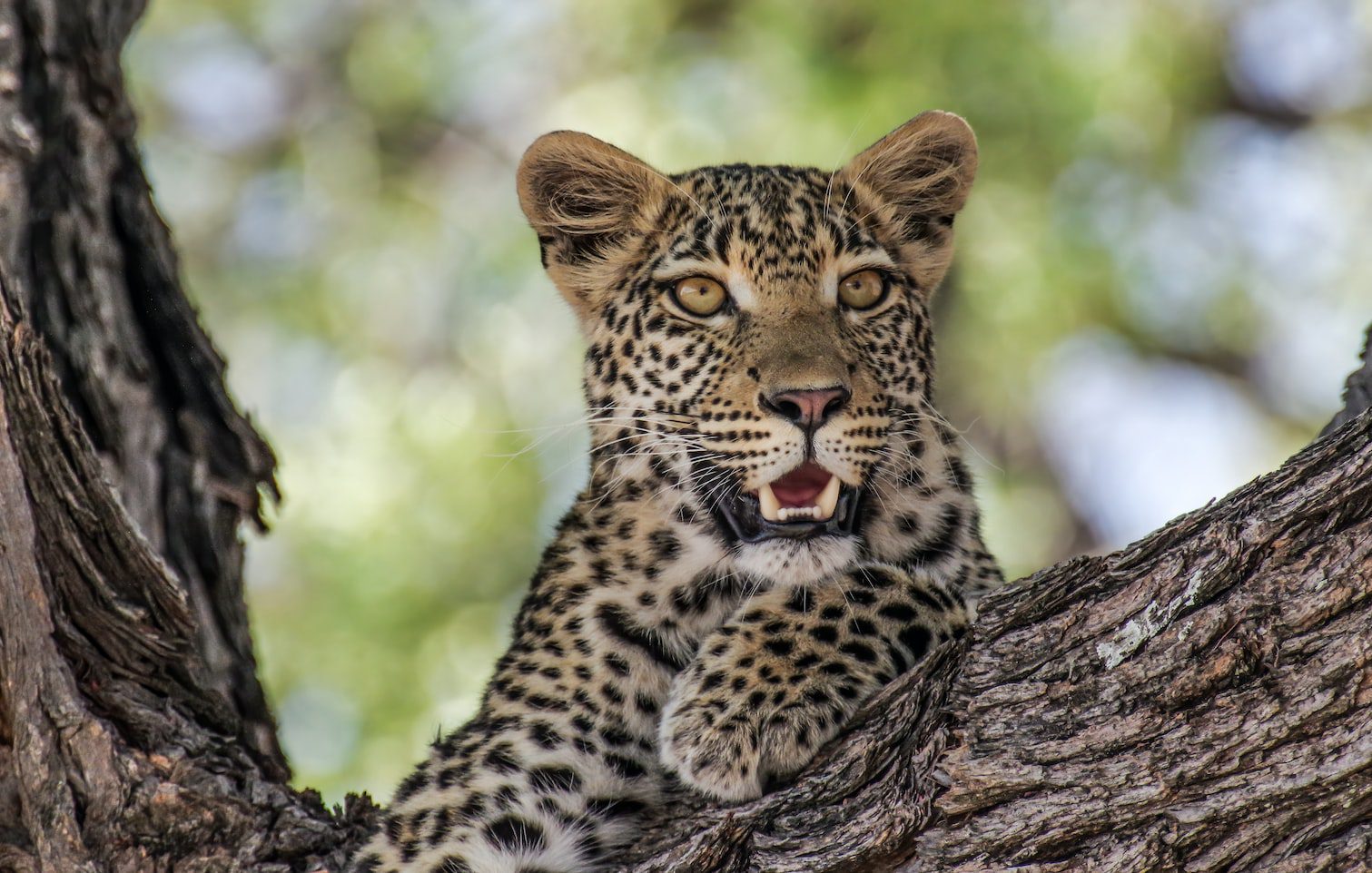 Leopard cub resting on a tree during Jawai Leopard Safari wildlife tour captured by Pareekshit Paliwal