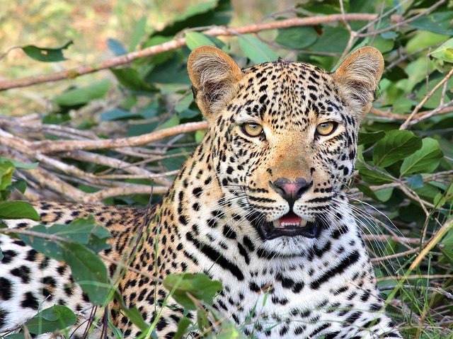 Wildlife Exploration Drive