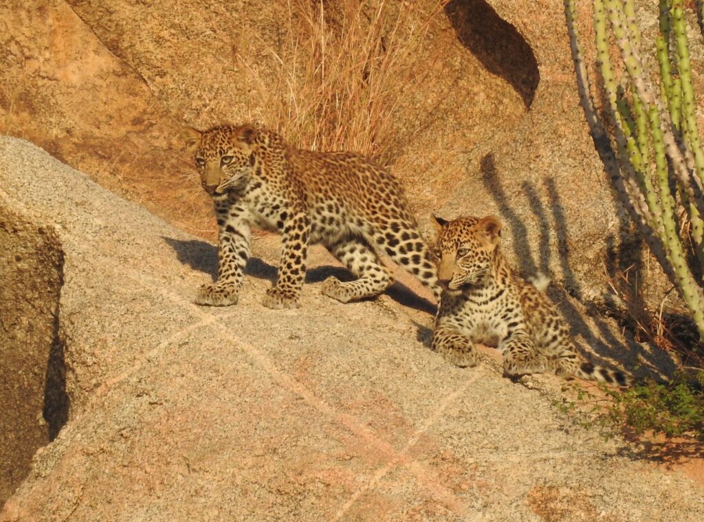 Jawai Leopard Safari Booking