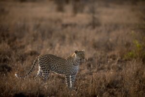 Jawai Leopard Safari
