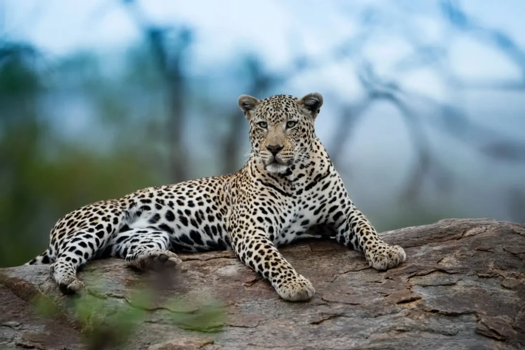 Jawai Wildlife Tours & Safari Packages