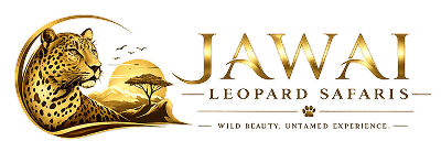 Jawai Leopard Safari | Leopard Sightings in Rajasthan