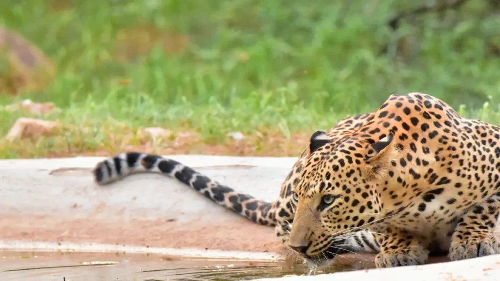amagarh-leopard-reserve