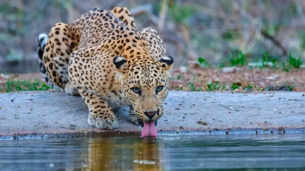 jhalana-leopard-safari