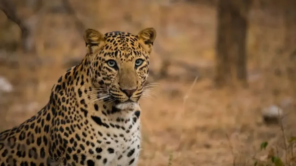 kumbhalgarh-leopard-safari