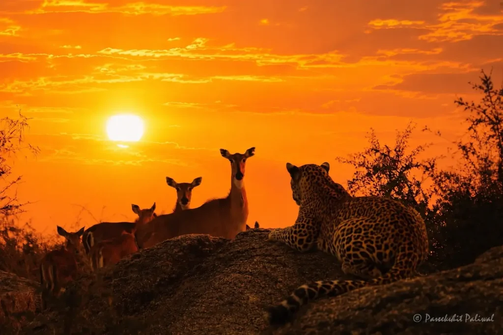 morning-leopard-safari