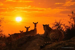 morning-leopard-safari