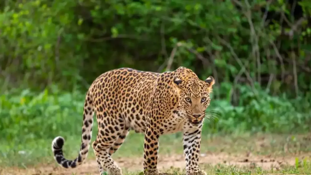 ranthambore-leopard-view