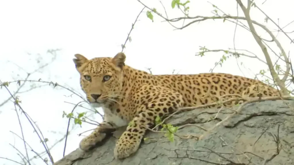 sariska-leopard-safari