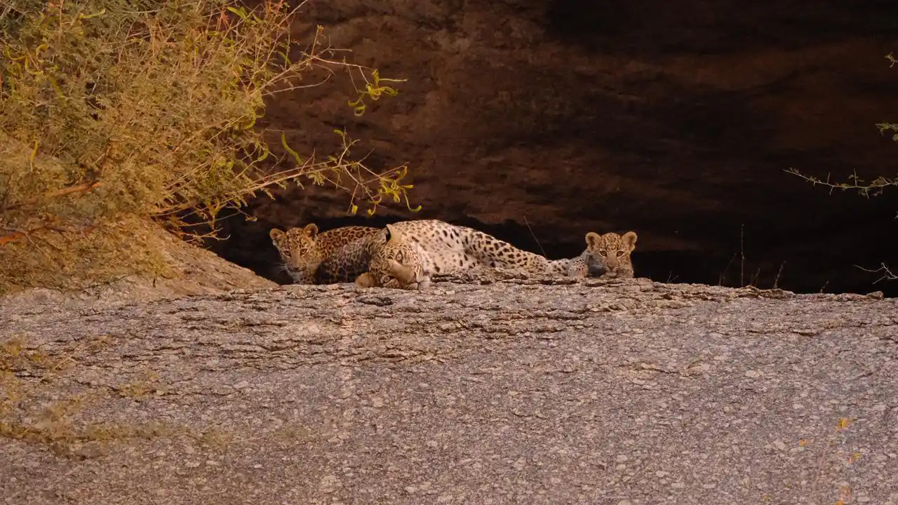 female leopard
