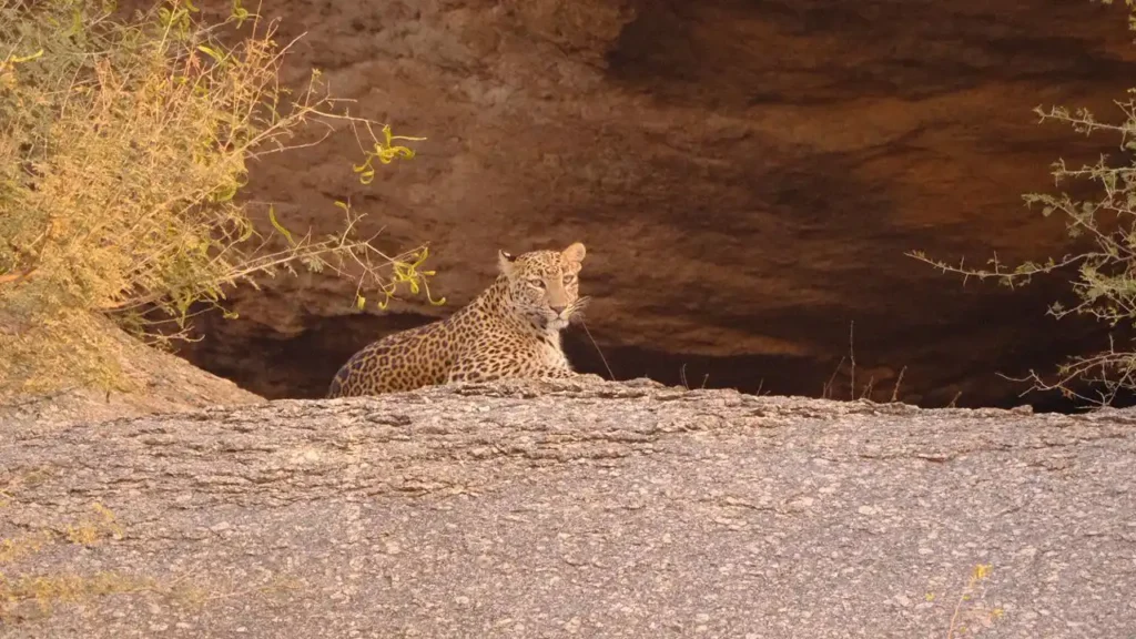 leopard