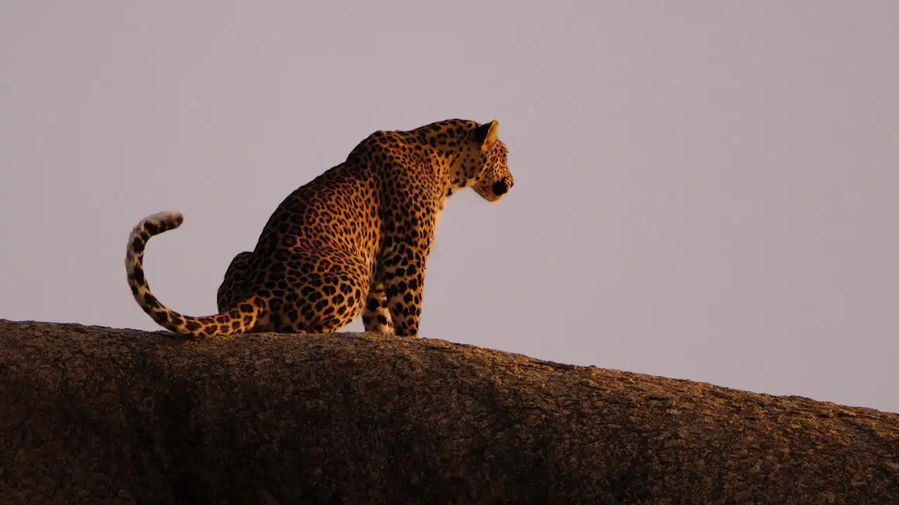 leopard-safari