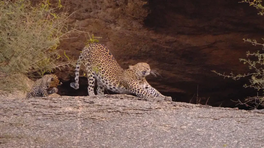 timeline of leopard safari