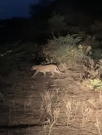 night wildlife